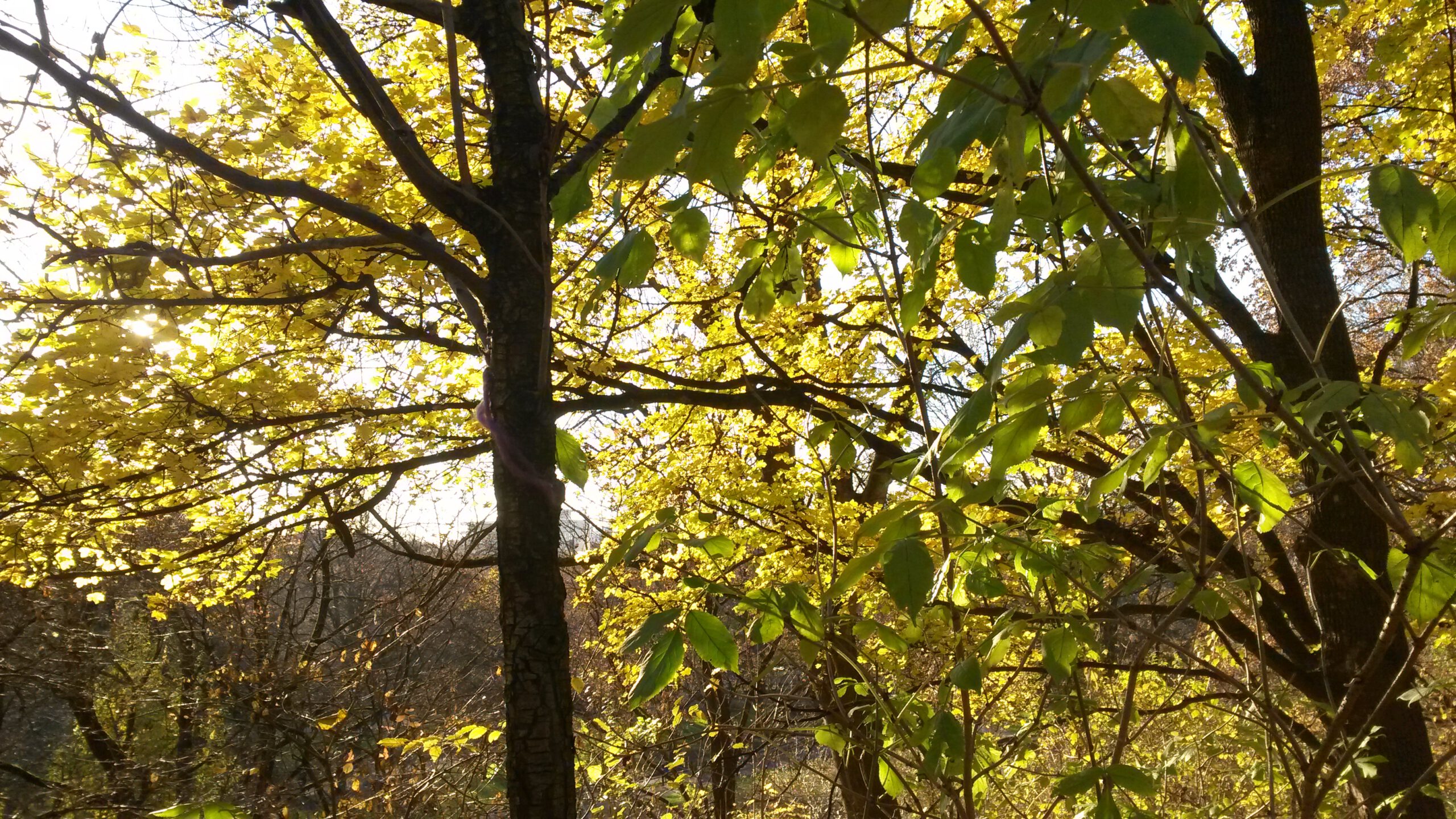 Abend der Amsel