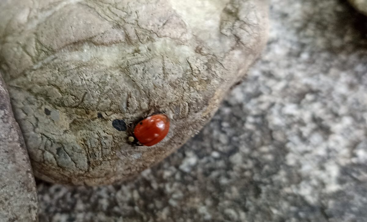 Flüchtige Begegnung (Eine GuteNachtGeschichte)
